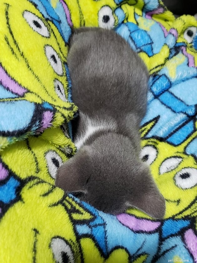 15 Adorable Cats Capturing the Charm of Faceplanting