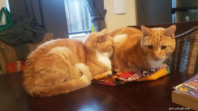 15 Adorable Cats Capturing the Charm of Faceplanting
