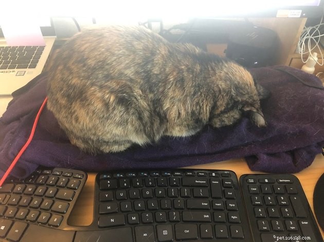 15 Adorable Cats Capturing the Charm of Faceplanting