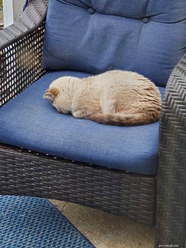 15 Adorable Cats Capturing the Charm of Faceplanting