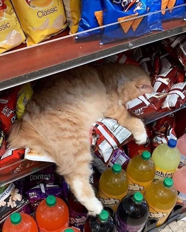 15 Adorable Cats Capturing the Charm of Faceplanting
