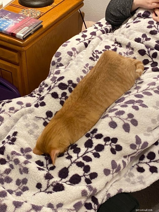 15 Adorable Cats Capturing the Charm of Faceplanting