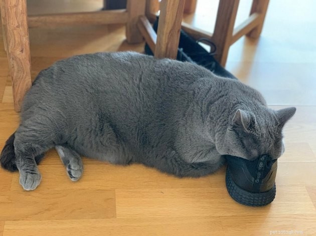 15 Adorable Cats Capturing the Charm of Faceplanting