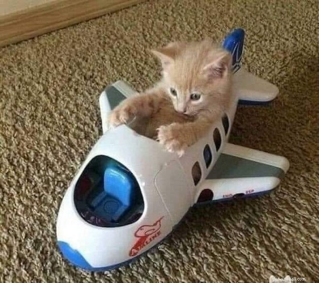 19 Hilarious Cat & Dog Photos That Will Keep You Laughing