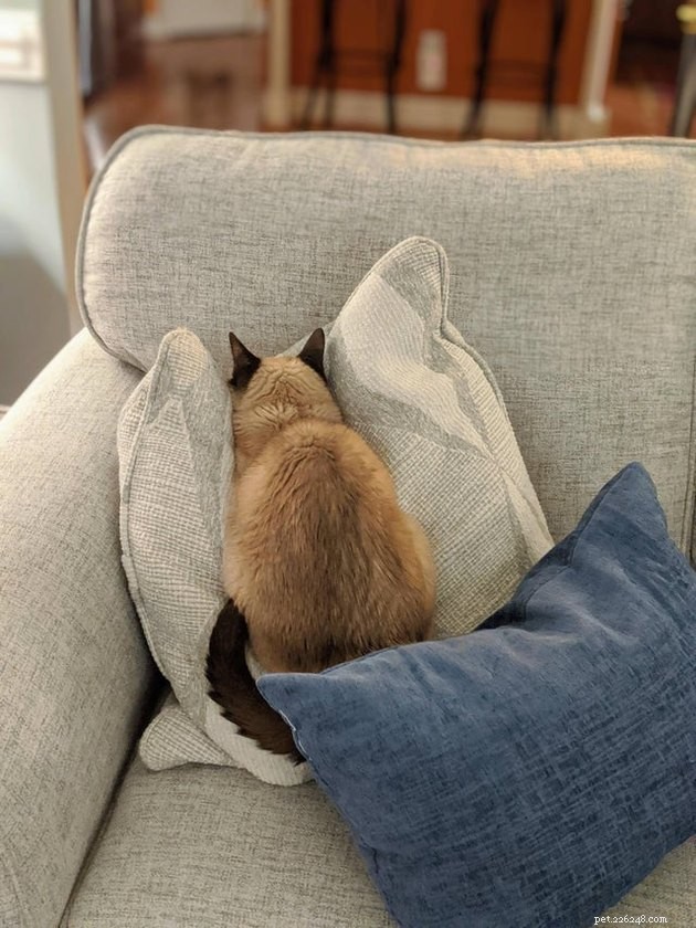 15 Adorable Cats Capturing the Charm of Faceplanting