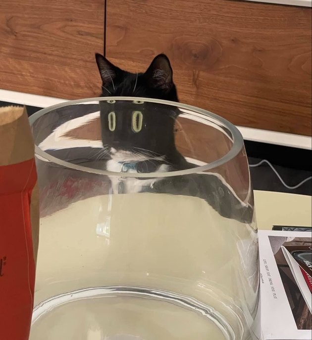 19 Hilarious Cat & Dog Photos That Will Keep You Laughing