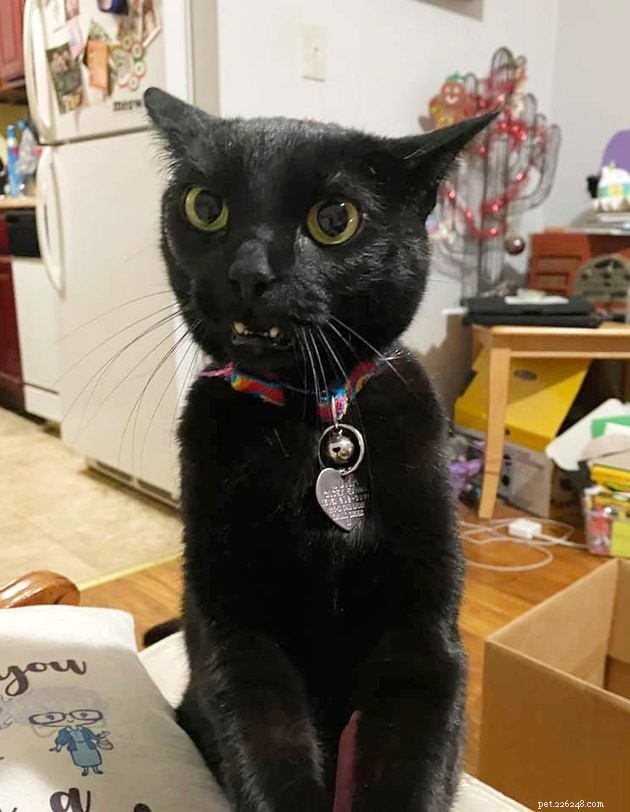 19 Hilarious Cat & Dog Photos That Will Keep You Laughing