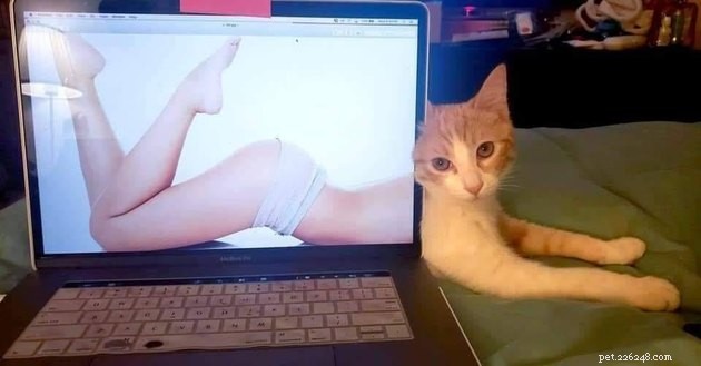 19 Hilarious Cat & Dog Photos That Will Keep You Laughing