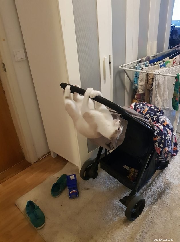 19 Hilarious Cat & Dog Photos That Will Keep You Laughing