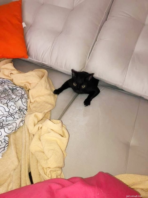 19 Hilarious Cat & Dog Photos That Will Keep You Laughing