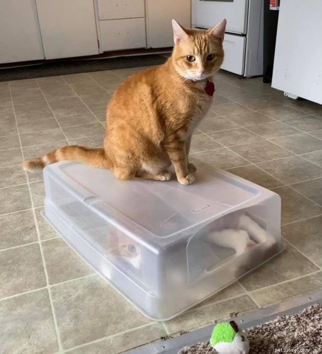 19 Hilarious Cat & Dog Photos That Will Keep You Laughing