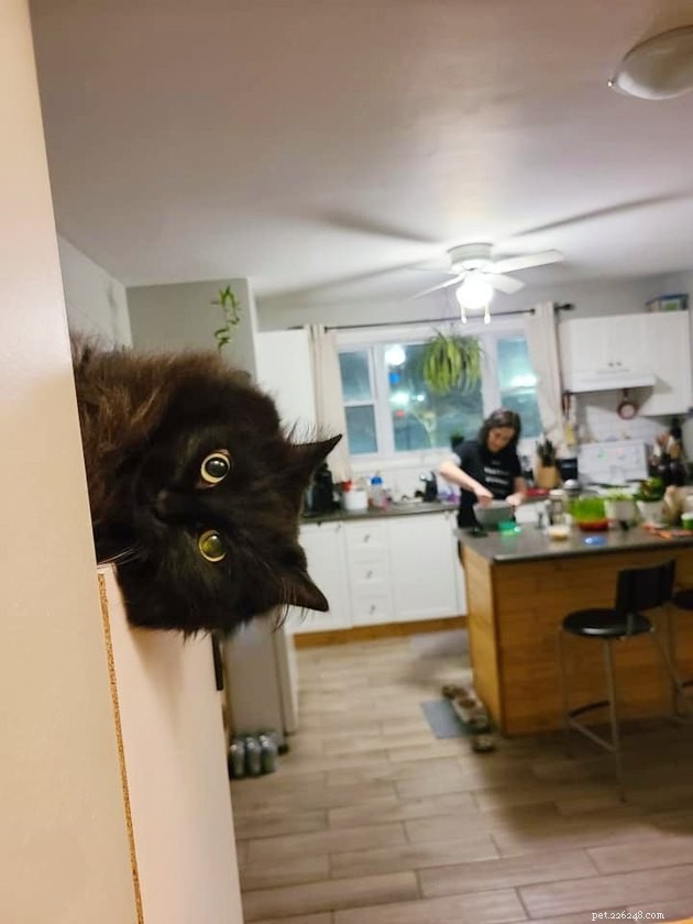 19 Hilarious Cat & Dog Photos That Will Keep You Laughing