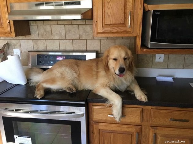 19 Hilarious Cat & Dog Photos That Will Keep You Laughing