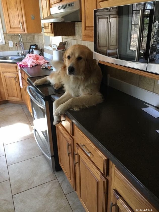19 Hilarious Cat & Dog Photos That Will Keep You Laughing