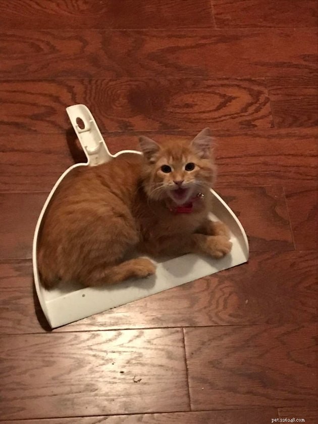 21 Ingenious Cat Traps That Humans Have Used to Trick Their Feline Friends