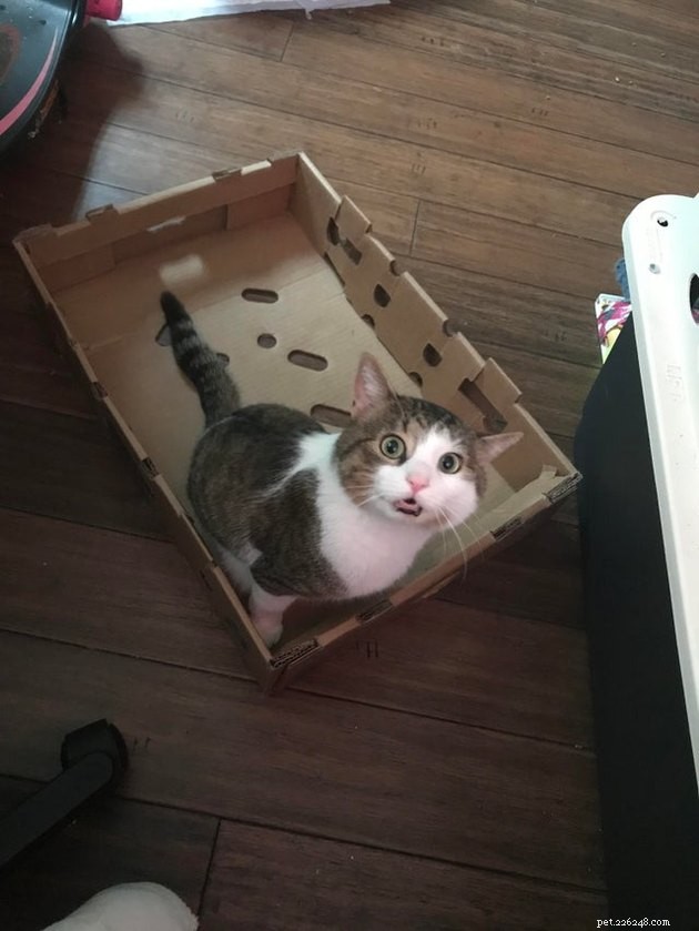21 Ingenious Cat Traps That Humans Have Used to Trick Their Feline Friends