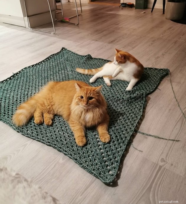 21 Ingenious Cat Traps That Humans Have Used to Trick Their Feline Friends