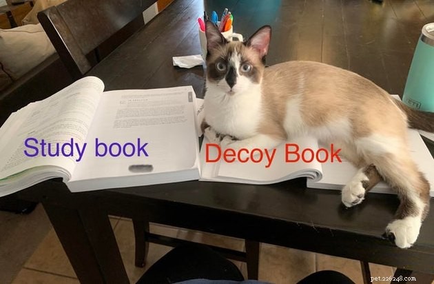 21 Ingenious Cat Traps That Humans Have Used to Trick Their Feline Friends