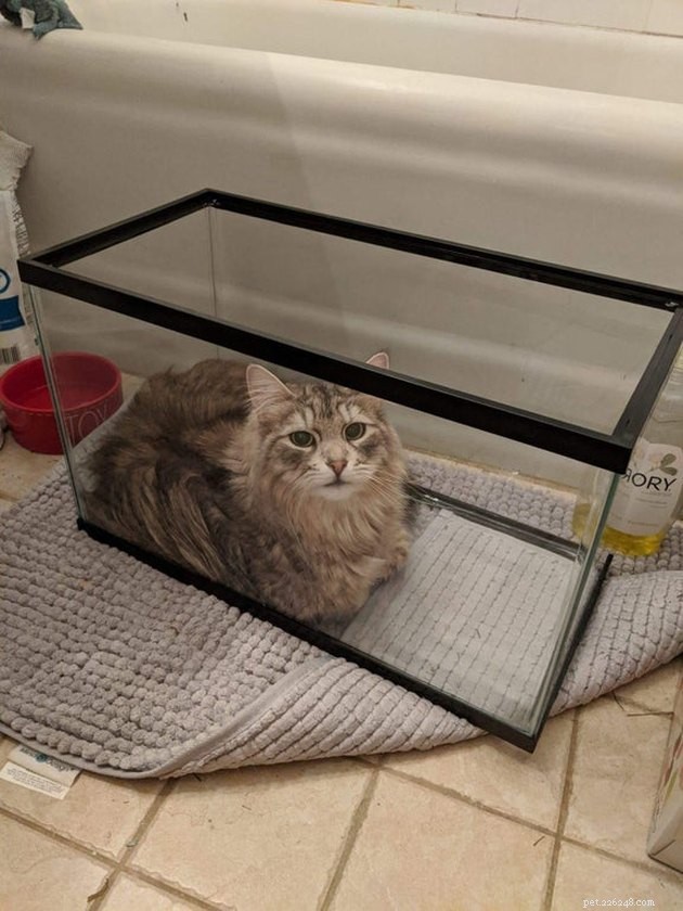 21 Ingenious Cat Traps That Humans Have Used to Trick Their Feline Friends