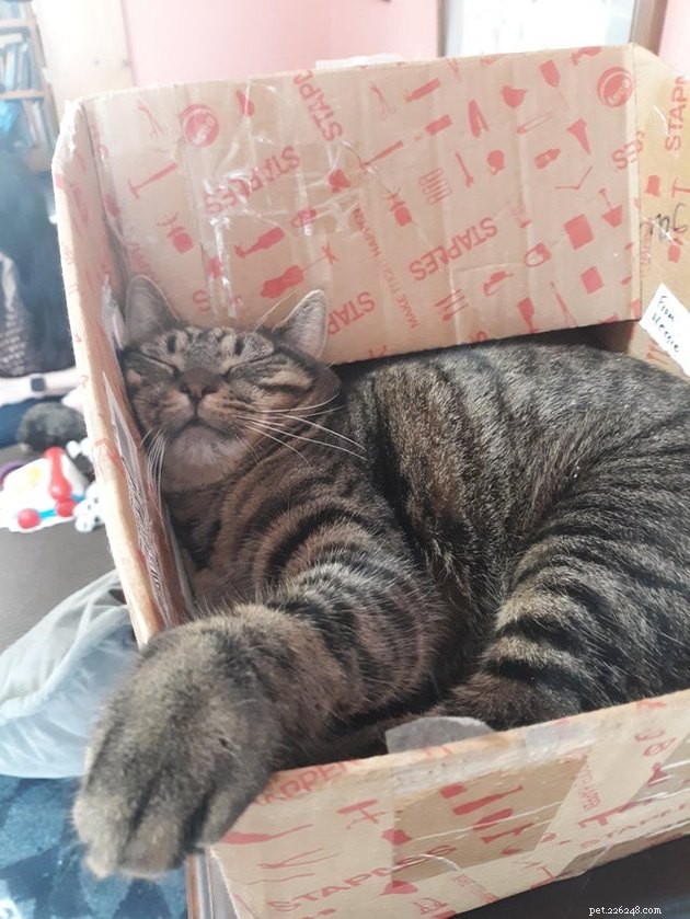 21 Ingenious Cat Traps That Humans Have Used to Trick Their Feline Friends