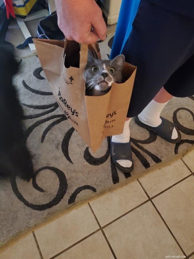 21 Ingenious Cat Traps That Humans Have Used to Trick Their Feline Friends