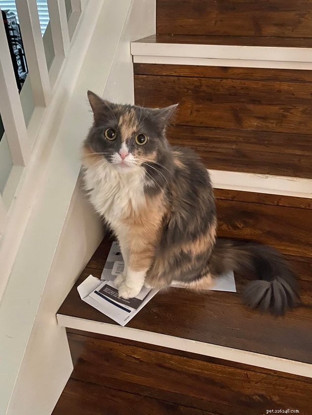 21 Ingenious Cat Traps That Humans Have Used to Trick Their Feline Friends