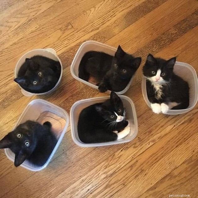 21 Ingenious Cat Traps That Humans Have Used to Trick Their Feline Friends