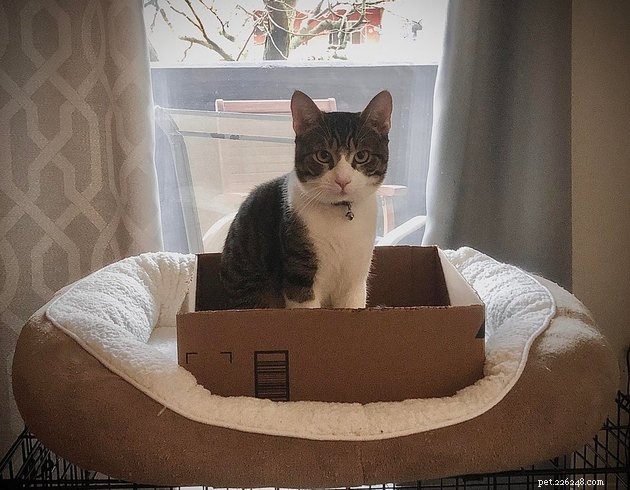 21 Ingenious Cat Traps That Humans Have Used to Trick Their Feline Friends