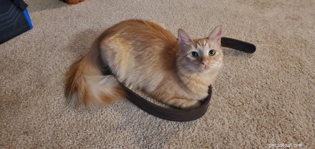 21 Ingenious Cat Traps That Humans Have Used to Trick Their Feline Friends