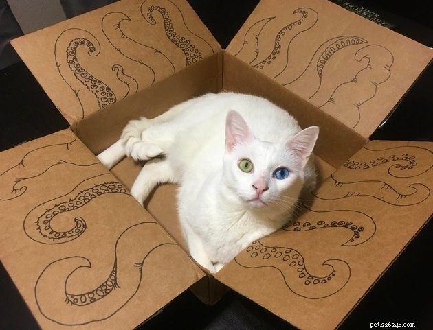 21 Ingenious Cat Traps That Humans Have Used to Trick Their Feline Friends
