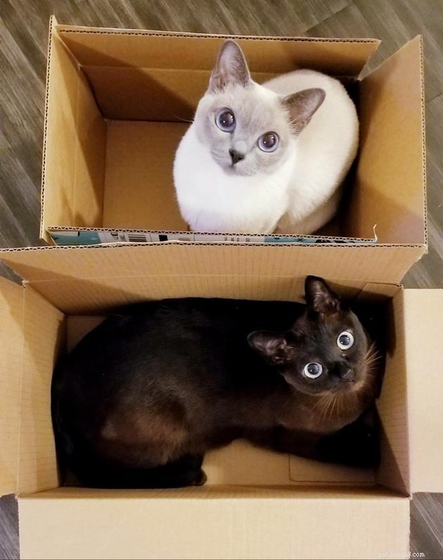 21 Ingenious Cat Traps That Humans Have Used to Trick Their Feline Friends