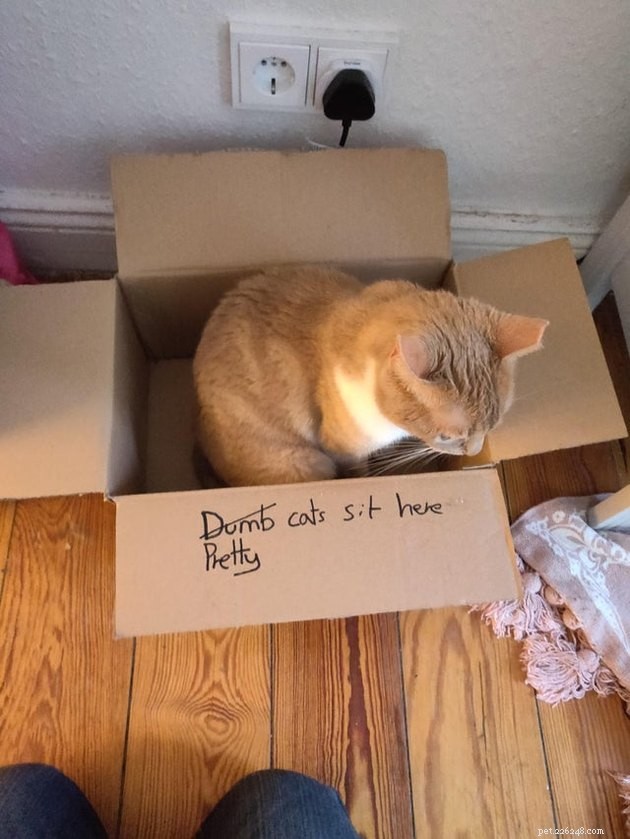 21 Ingenious Cat Traps That Humans Have Used to Trick Their Feline Friends