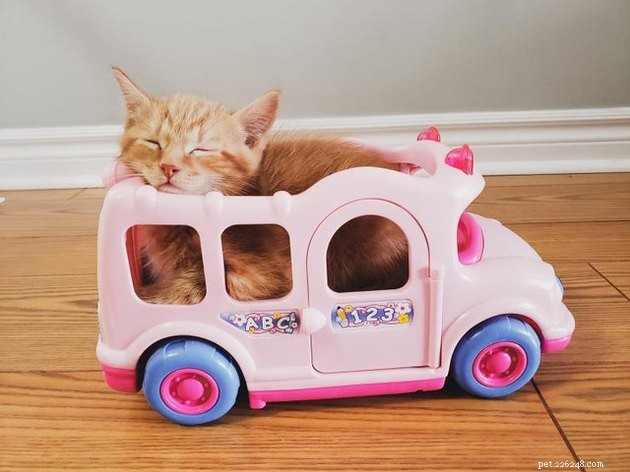 21 Ingenious Cat Traps That Humans Have Used to Trick Their Feline Friends