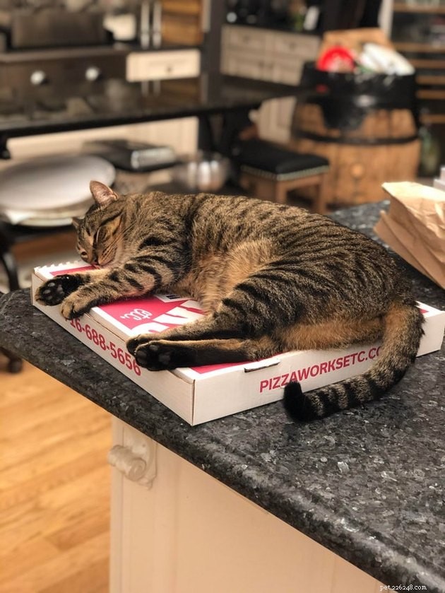 21 Ingenious Cat Traps That Humans Have Used to Trick Their Feline Friends