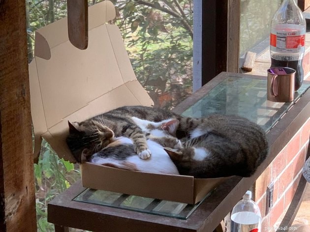21 Ingenious Cat Traps That Humans Have Used to Trick Their Feline Friends