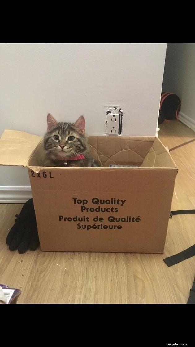 21 Ingenious Cat Traps That Humans Have Used to Trick Their Feline Friends