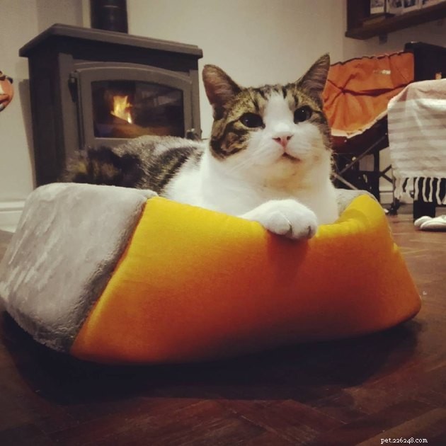 24 Cats Who Finally Loved Their New Cat Furniture
