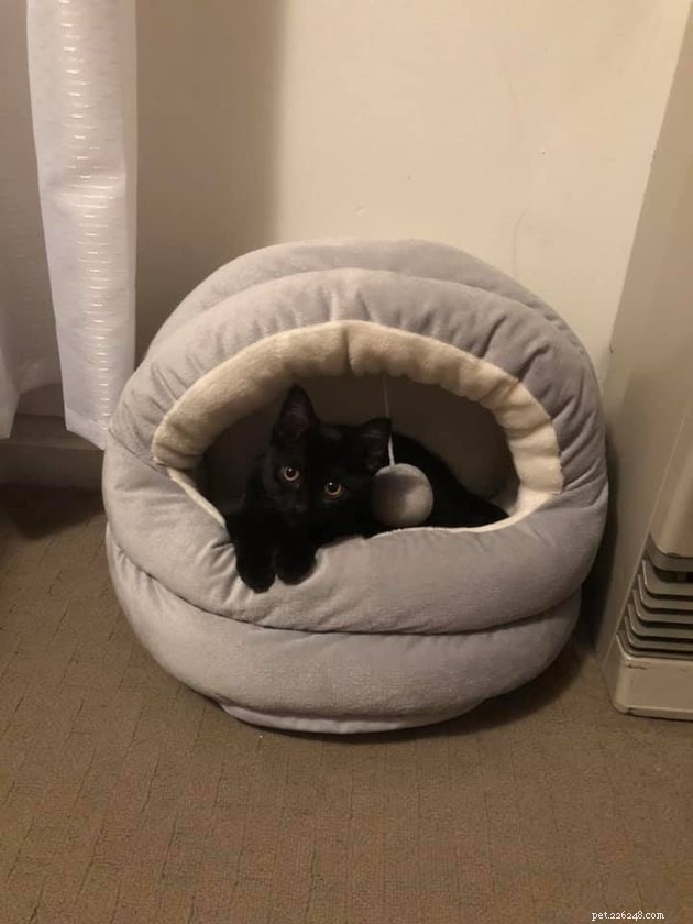 24 Cats Who Finally Loved Their New Cat Furniture