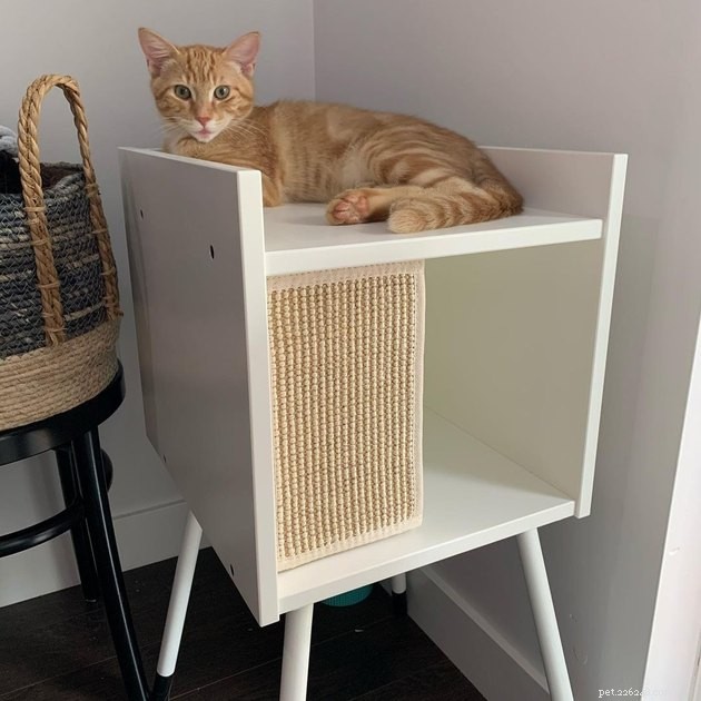 24 Cats Who Finally Loved Their New Cat Furniture