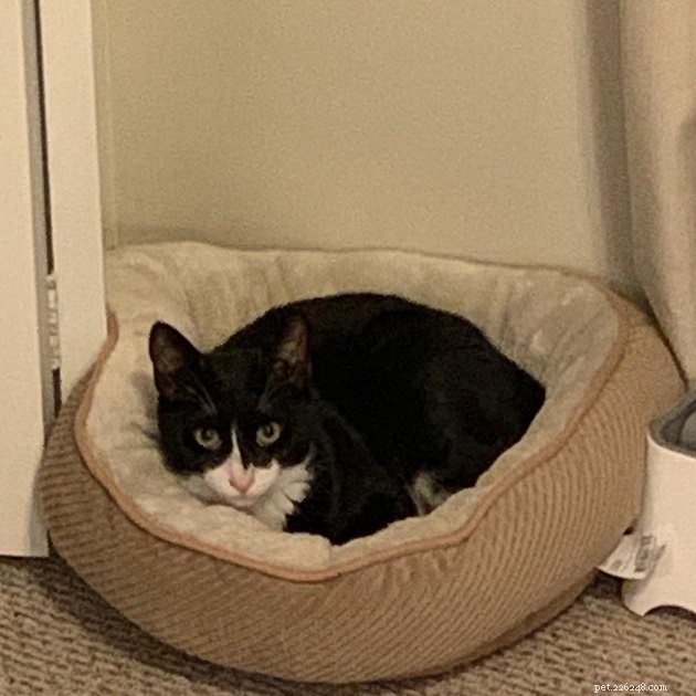24 Cats Who Finally Loved Their New Cat Furniture