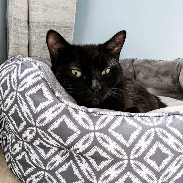 24 Cats Who Finally Loved Their New Cat Furniture
