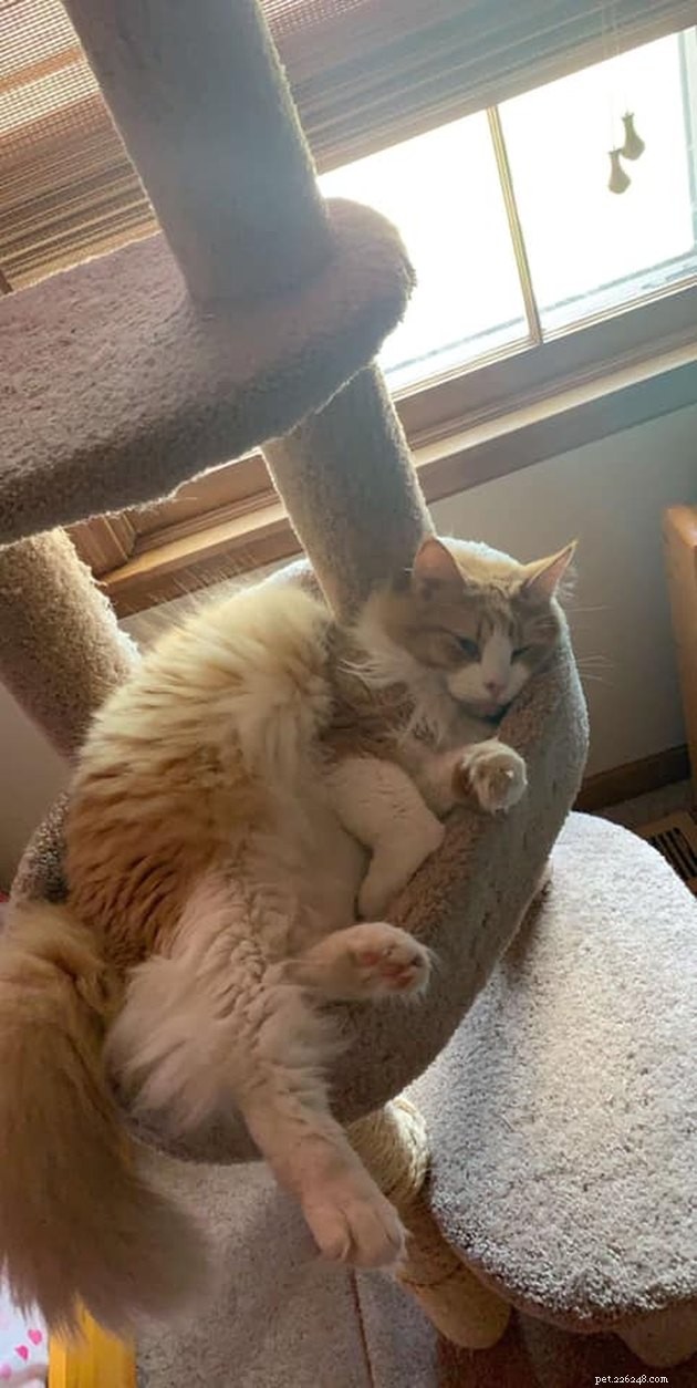 24 Cats Who Finally Loved Their New Cat Furniture