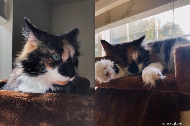 24 Cats Who Finally Loved Their New Cat Furniture