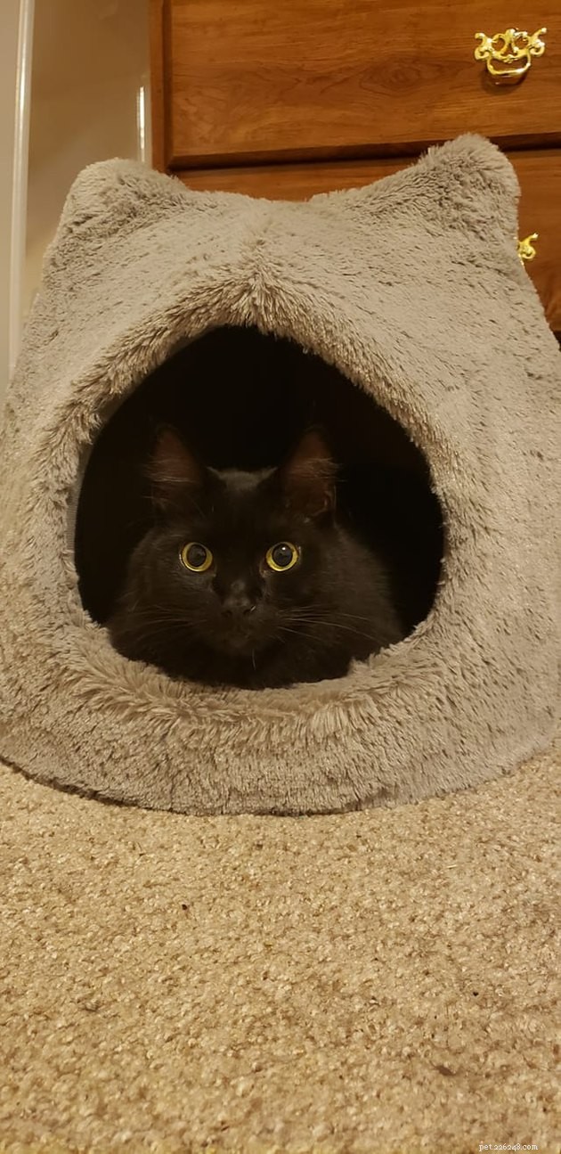 24 Cats Who Finally Loved Their New Cat Furniture