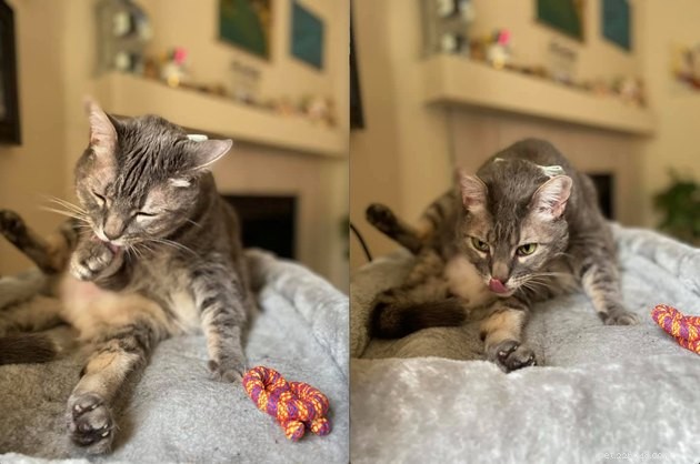 24 Cats Who Finally Loved Their New Cat Furniture