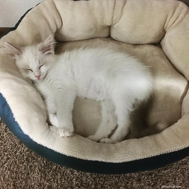 24 Cats Who Finally Loved Their New Cat Furniture