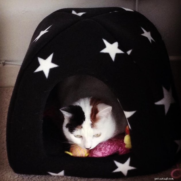 24 Cats Who Finally Loved Their New Cat Furniture