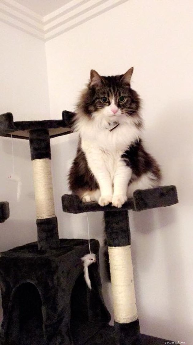 24 Cats Who Finally Loved Their New Cat Furniture