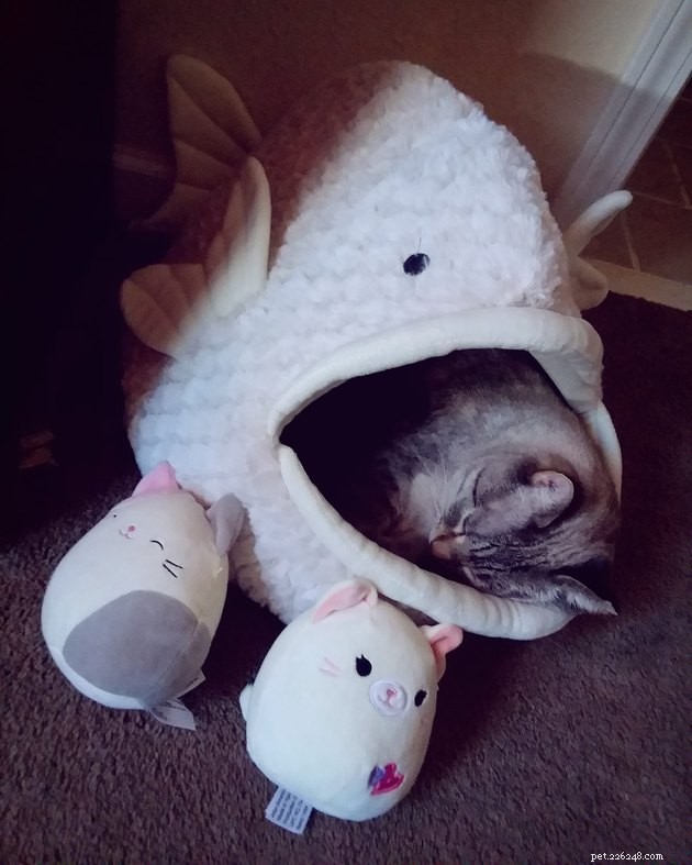 24 Cats Who Finally Loved Their New Cat Furniture