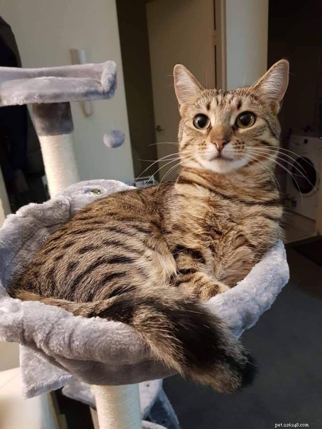 24 Cats Who Finally Loved Their New Cat Furniture